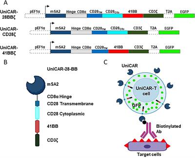 High specificity of engineered T cells with third generation CAR (CD28-4-1BB-CD3-ζ) based on biotin-bound monomeric streptavidin for potential tumor immunotherapy